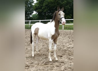 Plus de chevaux à sang chaud, Étalon, 1 Année, 170 cm, Pinto