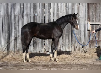 Plus de chevaux à sang chaud, Étalon, 1 Année