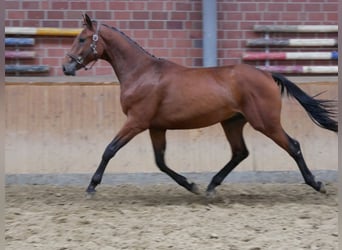 Plus de chevaux à sang chaud, Étalon, 2 Ans, 155 cm