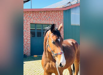 Plus de chevaux à sang chaud, Étalon, 2 Ans, 165 cm, Bai
