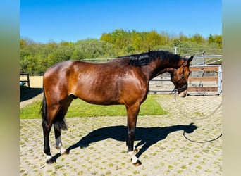 Plus de chevaux à sang chaud, Étalon, 2 Ans, 165 cm, Bai