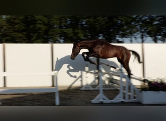 Plus de chevaux à sang chaud, Étalon, 2 Ans, 169 cm, Bai