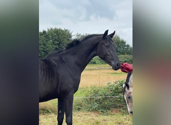 Plus de chevaux à sang chaud, Étalon, 3 Ans, 160 cm, Noir