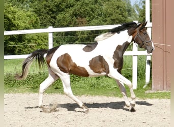 Plus de chevaux à sang chaud, Étalon, 3 Ans, 170 cm, Pinto
