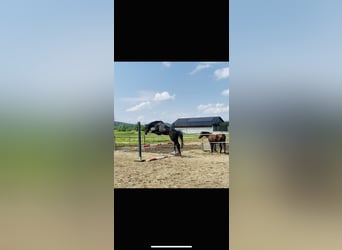 Plus de chevaux à sang chaud, Étalon, 3 Ans, 172 cm, Bai brun