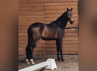 Plus de chevaux à sang chaud, Étalon, 3 Ans, Buckskin