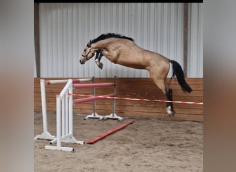 Plus de chevaux à sang chaud, Étalon, 3 Ans, Buckskin