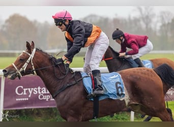 Plus de chevaux à sang chaud, Étalon, 4 Ans, 155 cm, Bai cerise