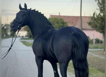 Plus de chevaux à sang chaud, Étalon, 4 Ans, 157 cm, Noir