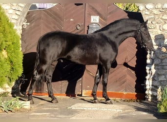 Plus de chevaux à sang chaud, Étalon, 4 Ans, 157 cm, Noir