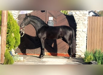 Plus de chevaux à sang chaud, Étalon, 4 Ans, 157 cm, Noir