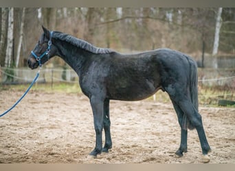 Plus de chevaux à sang chaud, Étalon, 4 Ans, 163 cm, Bai brun foncé