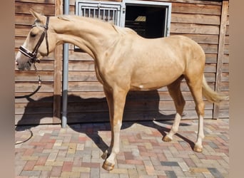 Plus de chevaux à sang chaud, Étalon, 4 Ans, 165 cm, Palomino