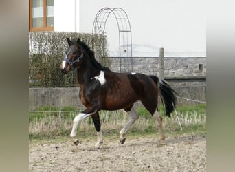 Plus de chevaux à sang chaud, Étalon, 4 Ans, 165 cm, Pinto