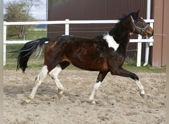 Plus de chevaux à sang chaud, Étalon, 4 Ans, 165 cm, Pinto