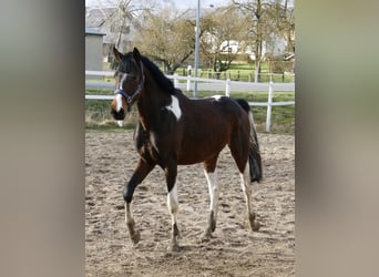 Plus de chevaux à sang chaud, Étalon, 4 Ans, 165 cm, Pinto