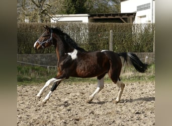Plus de chevaux à sang chaud, Étalon, 4 Ans, 165 cm, Pinto