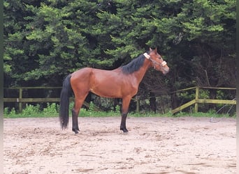 Plus de chevaux à sang chaud, Étalon, 4 Ans, 170 cm, Bai