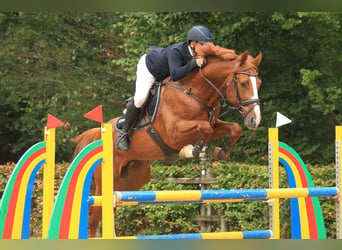 Plus de chevaux à sang chaud, Étalon, 5 Ans, 168 cm, Alezan