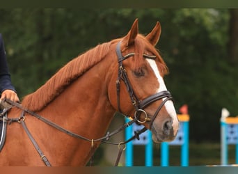 Plus de chevaux à sang chaud, Étalon, 5 Ans, 168 cm, Alezan
