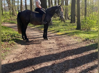 Plus de chevaux à sang chaud, Étalon, 6 Ans, 168 cm, Gris pommelé