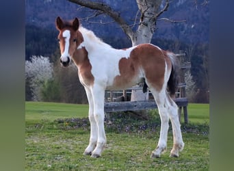 Plus de chevaux à sang chaud, Étalon, , 150 cm, Pinto