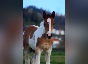 Plus de chevaux à sang chaud, Étalon, , 150 cm, Pinto