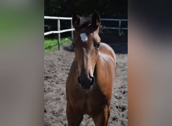 Plus de chevaux à sang chaud Croisé, Étalon, Poulain (04/2023), 165 cm, Bai