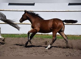 Plus de chevaux à sang chaud Croisé, Étalon, Poulain (04/2023), 165 cm, Bai