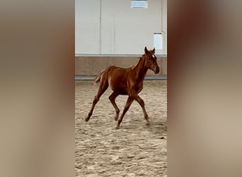 Plus de chevaux à sang chaud, Étalon, Poulain (04/2025), 168 cm, Alezan