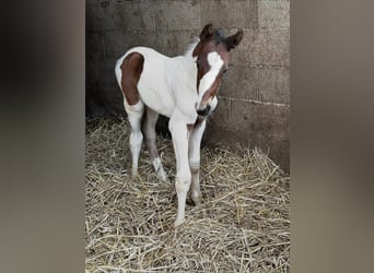 Plus de chevaux à sang chaud, Étalon, Poulain (02/2026), 168 cm, Pinto