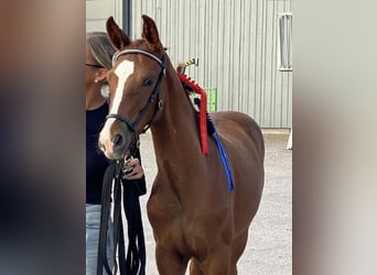 Plus de chevaux à sang chaud, Étalon, Poulain (01/2025), 170 cm, Alezan
