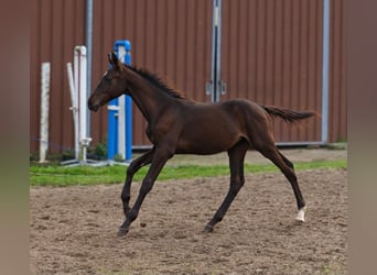 Plus de chevaux à sang chaud, Étalon, Poulain (04/2026), 170 cm, Bai brun foncé