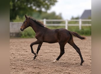 Plus de chevaux à sang chaud, Étalon, Poulain (04/2026), 170 cm, Bai brun foncé