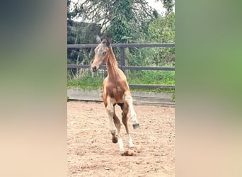 Plus de chevaux à sang chaud, Étalon, Poulain (05/2026), 170 cm, Bai