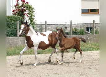 Plus de chevaux à sang chaud, Étalon, Poulain (03/2023), 170 cm, Bai