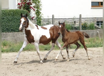 Plus de chevaux à sang chaud, Étalon, Poulain (03/2023), 170 cm, Bai