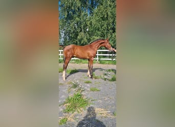Plus de chevaux à sang chaud, Étalon, Poulain (02/2023), 170 cm, Bai
