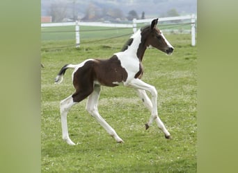 Plus de chevaux à sang chaud, Étalon, Poulain (04/2026), 170 cm, Pinto