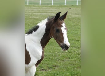 Plus de chevaux à sang chaud, Étalon, Poulain (04/2026), 170 cm, Pinto