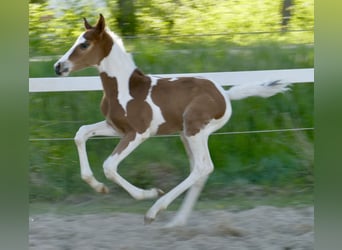 Plus de chevaux à sang chaud, Étalon, Poulain (04/2026), 170 cm, Pinto