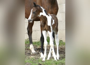 Plus de chevaux à sang chaud, Étalon, Poulain (04/2026), 170 cm, Pinto