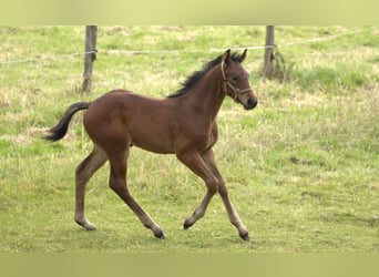 Plus de chevaux à sang chaud, Étalon, Poulain (05/2024), Bai