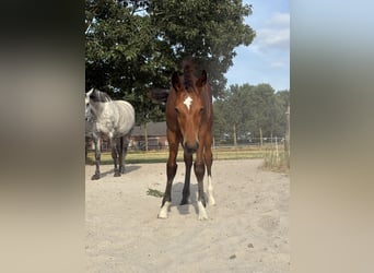 Plus de chevaux à sang chaud, Étalon, Poulain (04/2026), Bai