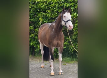 Plus de chevaux à sang chaud, Hongre, 10 Ans, 154 cm, Overo-toutes couleurs