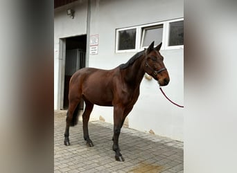 Plus de chevaux à sang chaud, Hongre, 10 Ans, 158 cm, Bai