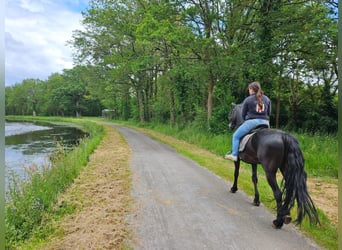 Plus de chevaux à sang chaud, Hongre, 10 Ans, 160 cm, Noir