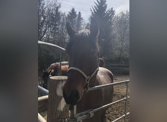Plus de chevaux à sang chaud Croisé, Hongre, 10 Ans, 162 cm