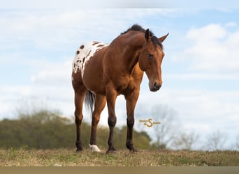 Plus de chevaux à sang chaud Croisé, Hongre, 10 Ans, 163 cm, Bai cerise