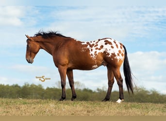 Plus de chevaux à sang chaud Croisé, Hongre, 10 Ans, 163 cm, Bai cerise